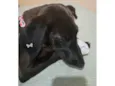 Moreninha