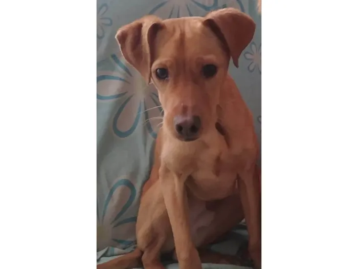 Cachorro ra a SRD-ViraLata idade 1 ano nome slinky 
