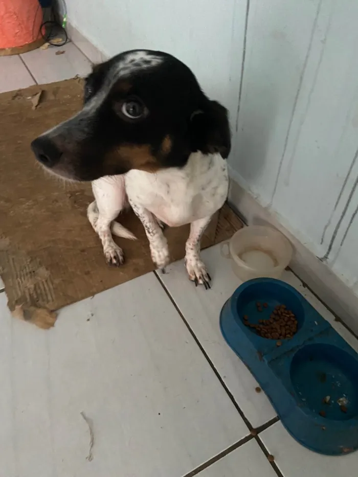 Cachorro ra a SRD-ViraLata idade 4 anos nome Liz