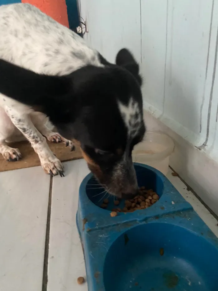Cachorro ra a SRD-ViraLata idade 4 anos nome Liz