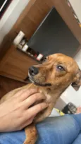 Lulu