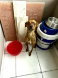 Lulu