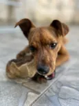 Lulu