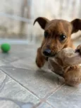 Lulu