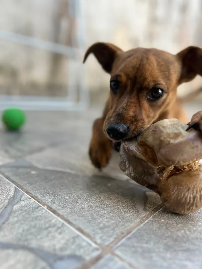 Cachorro ra a SRD-ViraLata idade 1 ano nome Lulu