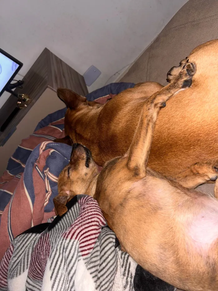 Cachorro ra a SRD-ViraLata idade 1 ano nome Lulu