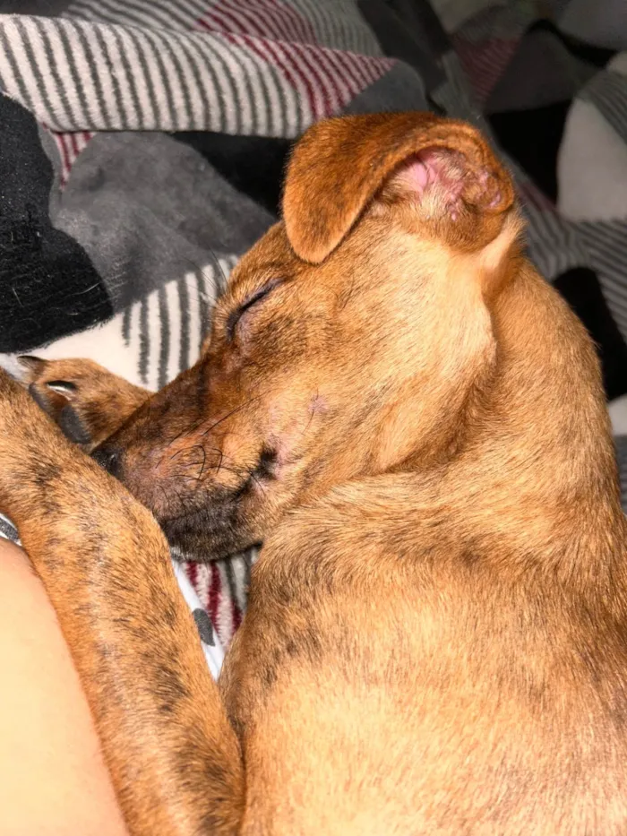 Cachorro ra a SRD-ViraLata idade 1 ano nome Lulu