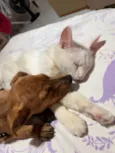Lulu