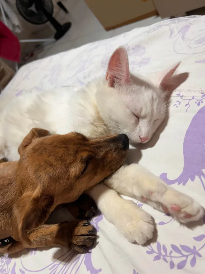 Cachorro ra a SRD-ViraLata idade 1 ano nome Lulu