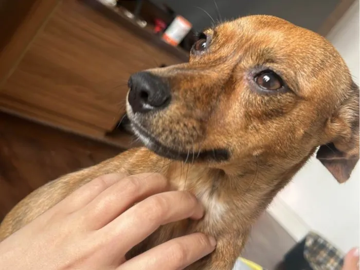 Cachorro ra a SRD-ViraLata idade 1 ano nome Lulu