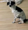 Tarzan