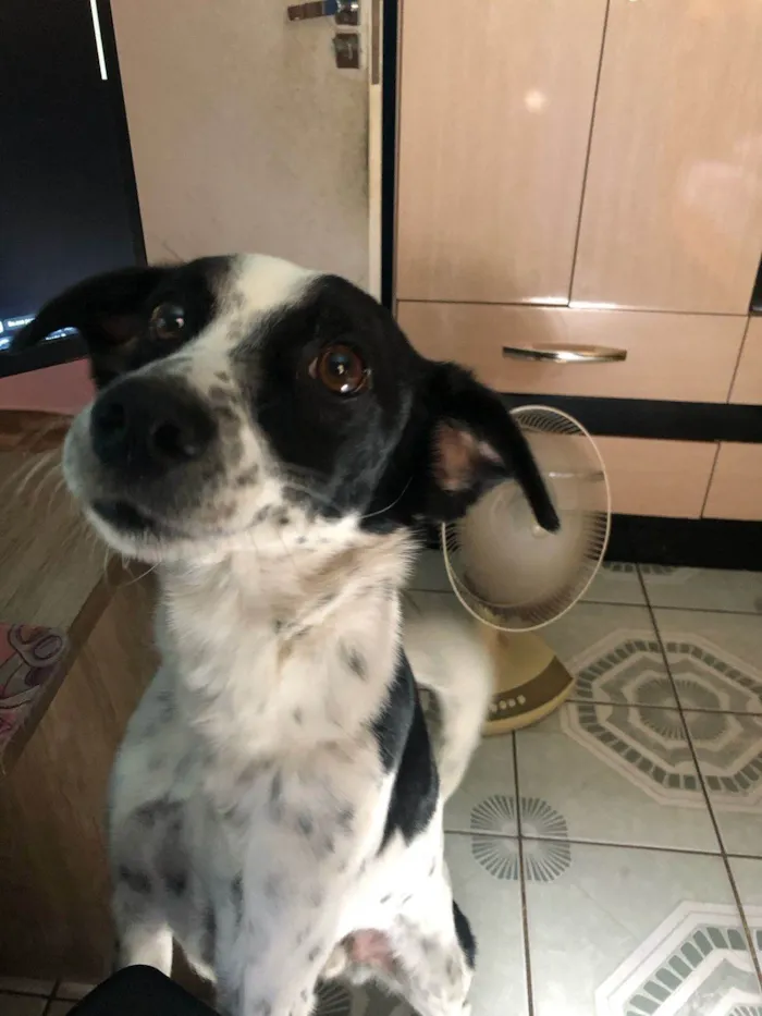 Cachorro ra a SRD-ViraLata idade 4 anos nome Tarzan