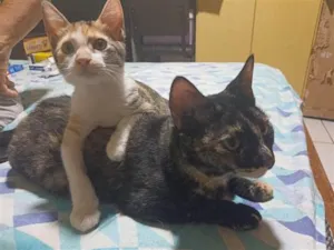Gato raça SRD-ViraLata idade 2 a 6 meses nome Minnie e Maya