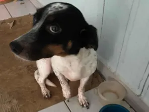 Cachorro raça SRD-ViraLata idade 4 anos nome Liz