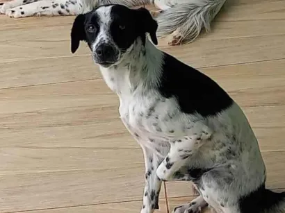 Cachorro raça SRD-ViraLata idade 4 anos nome Tarzan