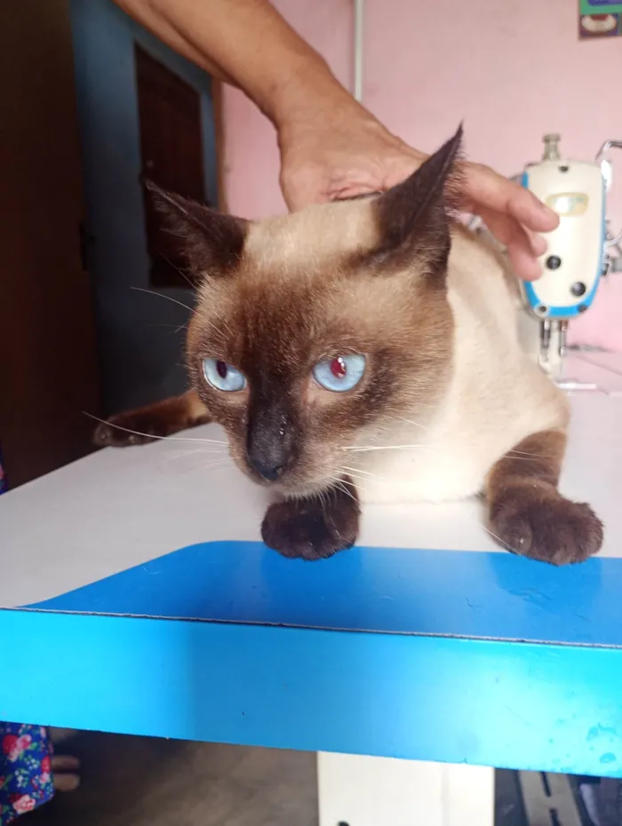 Gato ra a Siamês idade 1 ano nome Peter 