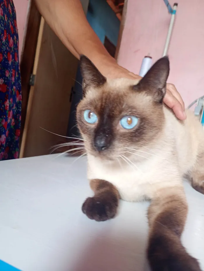 Gato ra a Siamês idade 1 ano nome Peter 