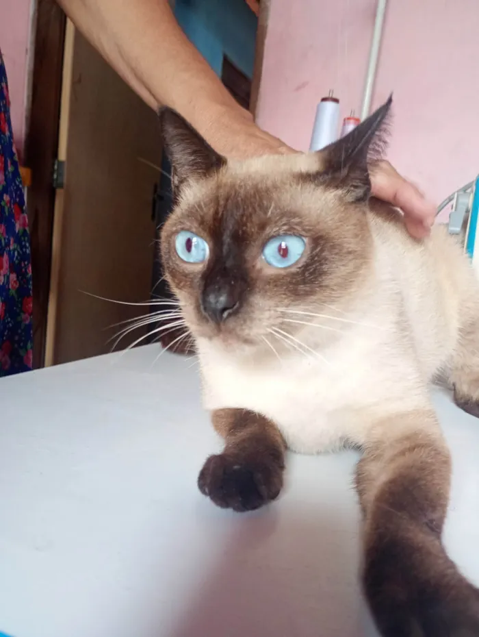 Gato ra a Siamês idade 1 ano nome Peter 