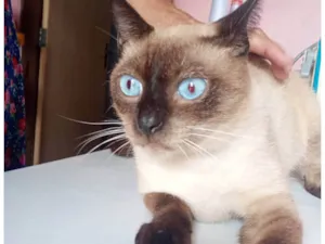 Gato raça Siamês idade 1 ano nome Peter 