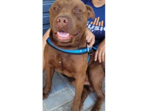Cachorro raça Pit-Bull idade 7 a 11 meses nome PitBull Urgente