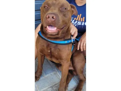 Cachorro raça Pit-Bull idade 7 a 11 meses nome PitBull Urgente