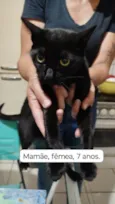 4 Gatos Urgente