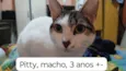 Gatos Urgente