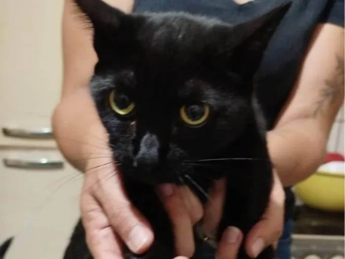Gato ra a SRD-ViraLata idade 7 a 11 meses nome Gatos Urgente