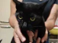 Gatos Urgente