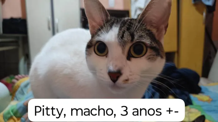 Gato ra a SRD-ViraLata idade 7 a 11 meses nome Gatos Urgente