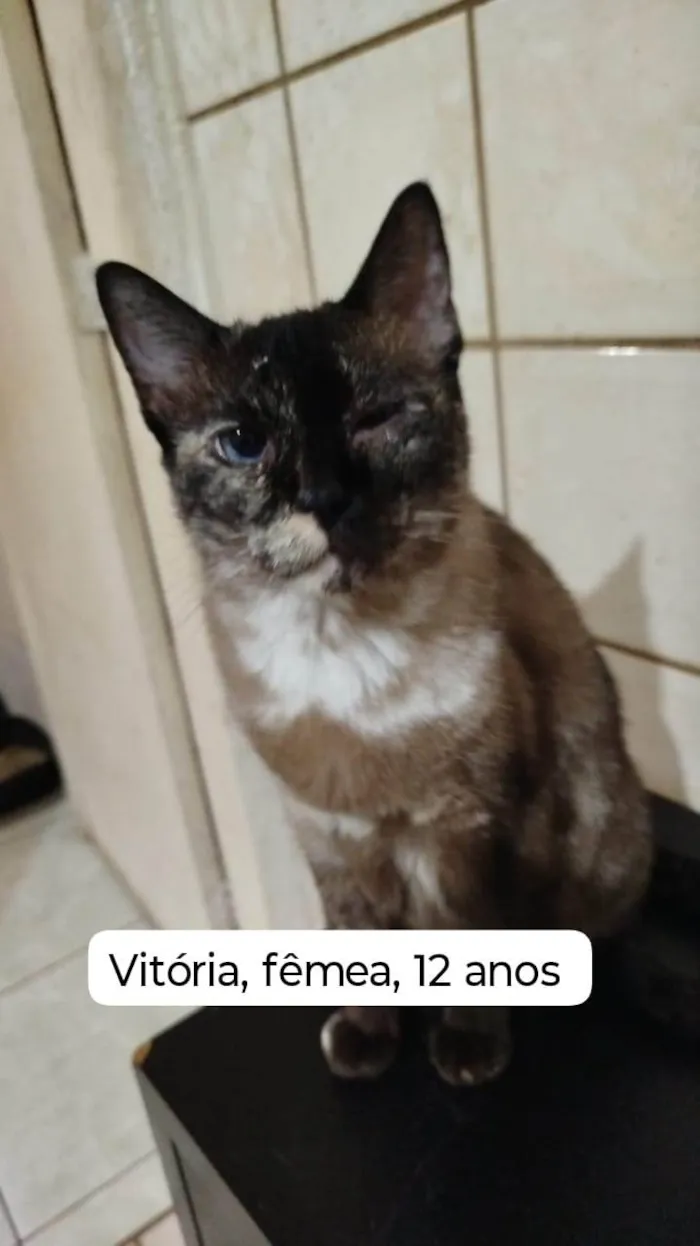 Gato ra a SRD-ViraLata idade 7 a 11 meses nome Gatos Urgente