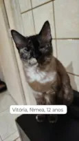 Gatos Urgente