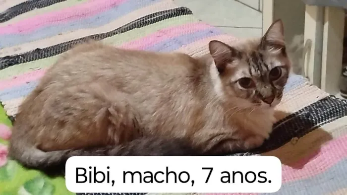 Gato ra a SRD-ViraLata idade 7 a 11 meses nome Gatos Urgente