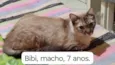 Gatos Urgente