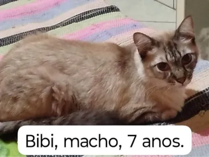 Gato raça SRD-ViraLata idade 7 a 11 meses nome Gatos Urgente