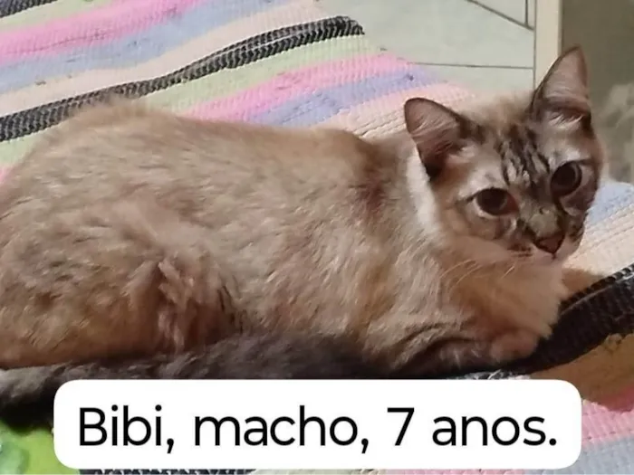 Gato ra a SRD-ViraLata idade 7 a 11 meses nome Gatos Urgente