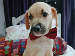 Cachorro raça SRD-ViraLata idade 2 a 6 meses nome Bento