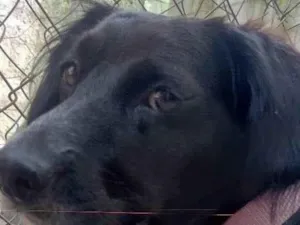 Cachorro raça SRD-ViraLata idade 3 anos nome Jade