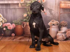 Cachorro raça SRD-ViraLata idade 2 a 6 meses nome Bento 