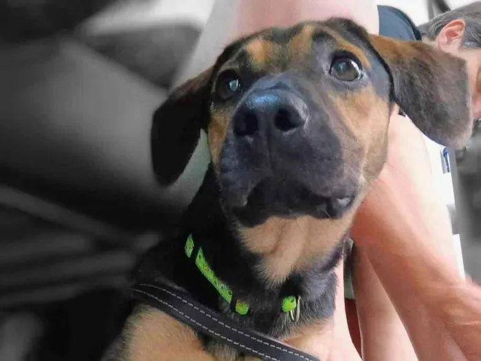 Cachorro ra a SRD-ViraLata idade 7 a 11 meses nome Billy 