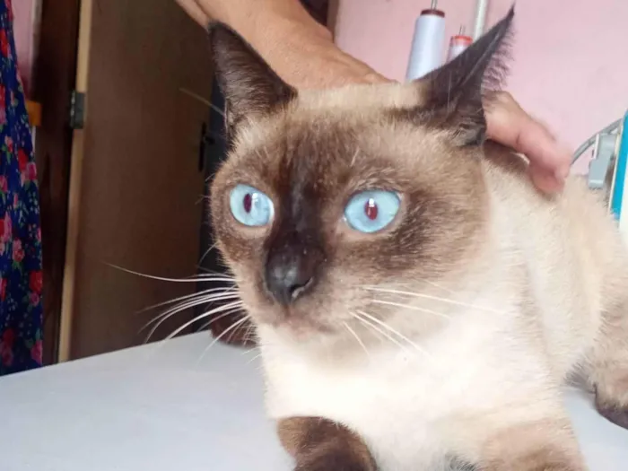 Gato ra a Siamês idade 1 ano nome Peter 