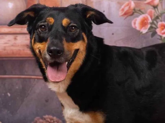 Cachorro ra a SRD-ViraLata idade 2 anos nome Kyara 