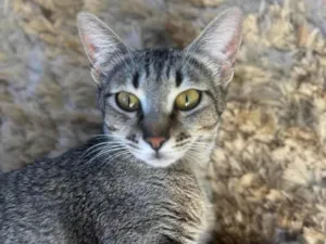 Gato raça SRD-ViraLata idade 1 ano nome Sophie 