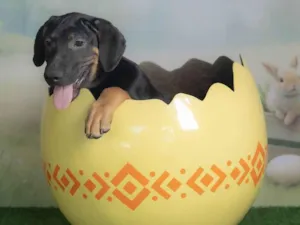 Cachorro raça SRD-ViraLata idade 2 a 6 meses nome Jerry 