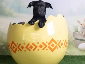Cachorro raça SRD-ViraLata idade 2 a 6 meses nome Christian 