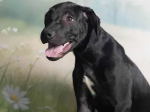 Cachorro raça SRD-ViraLata idade 2 a 6 meses nome Bento 