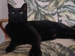 Gato raça SRD-ViraLata idade 7 a 11 meses nome Adoção Urgente