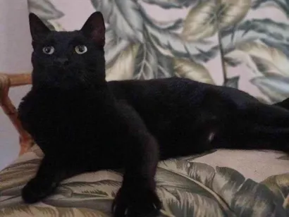 Gato raça SRD-ViraLata idade 7 a 11 meses nome Adoção Urgente