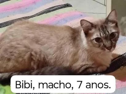 Gato raça SRD-ViraLata idade 7 a 11 meses nome Gatos Urgente
