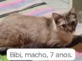 Gatos Urgente
